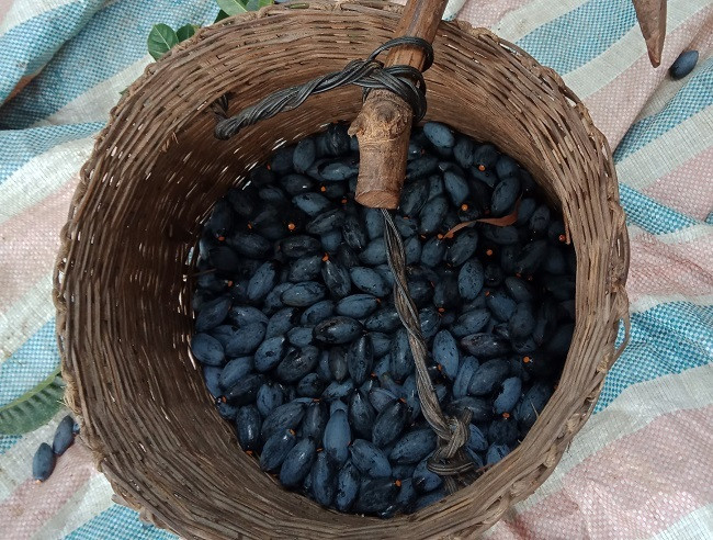 Ngo ngang loai qua rung day vuon thanh dac san dat hon thit-Hinh-3