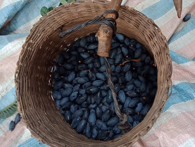 Ngo ngang loai qua rung day vuon thanh dac san dat hon thit-Hinh-3