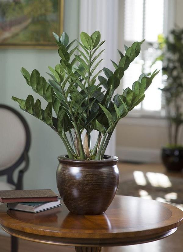 Thang cuoi nam trong nhung cay goi loc truoc nha-Hinh-4