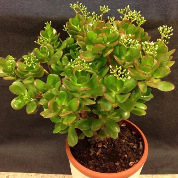 Thang cuoi nam trong nhung cay goi loc truoc nha-Hinh-2