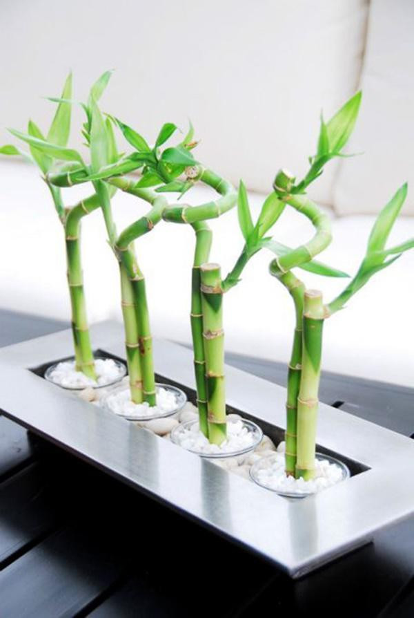 Thang cuoi nam trong nhung cay goi loc truoc nha-Hinh-3