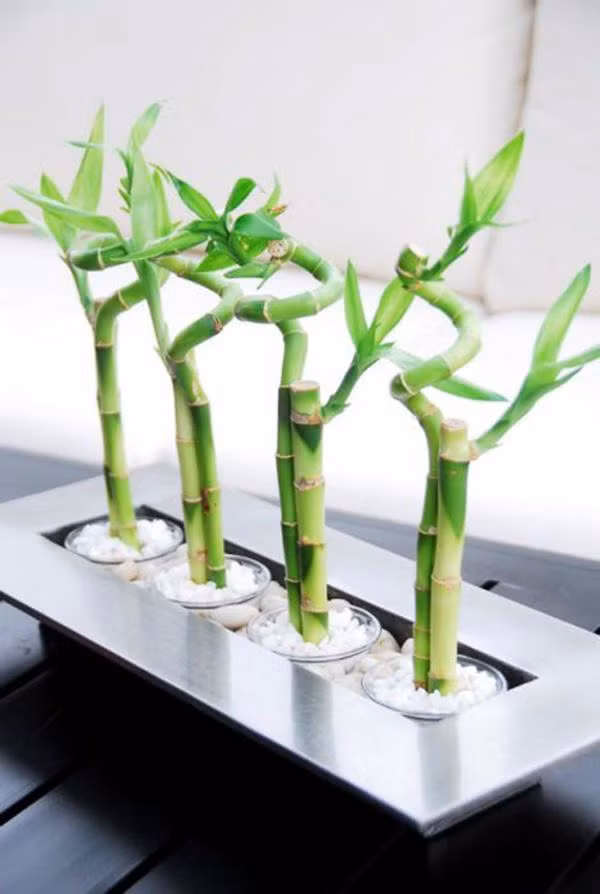 Thang cuoi nam trong nhung cay goi loc truoc nha-Hinh-3