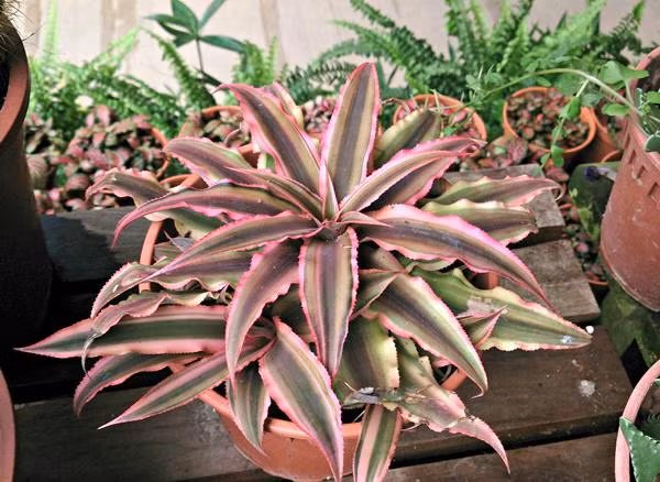 Thang cuoi nam trong nhung cay goi loc truoc nha-Hinh-5