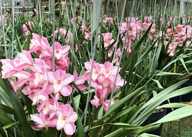 Nguoi trong nhu ngoi tren lua khi dia lan dua no truoc Tet-Hinh-2