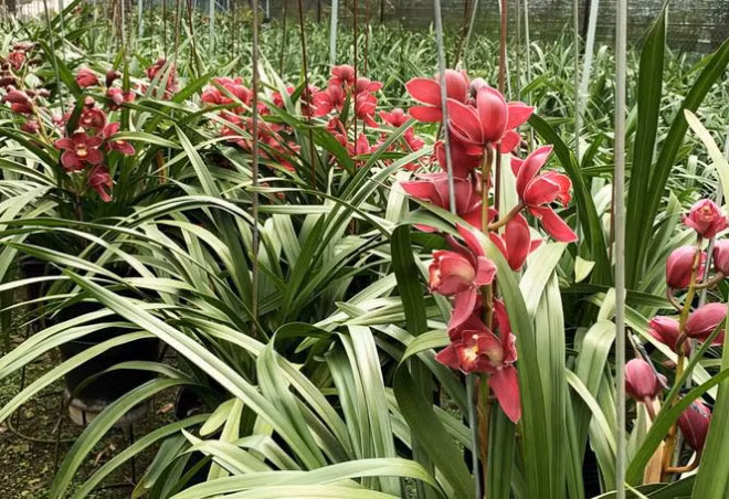 Nguoi trong nhu ngoi tren lua khi dia lan dua no truoc Tet-Hinh-5