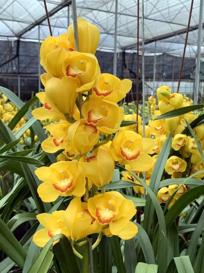 Nguoi trong nhu ngoi tren lua khi dia lan dua no truoc Tet-Hinh-6