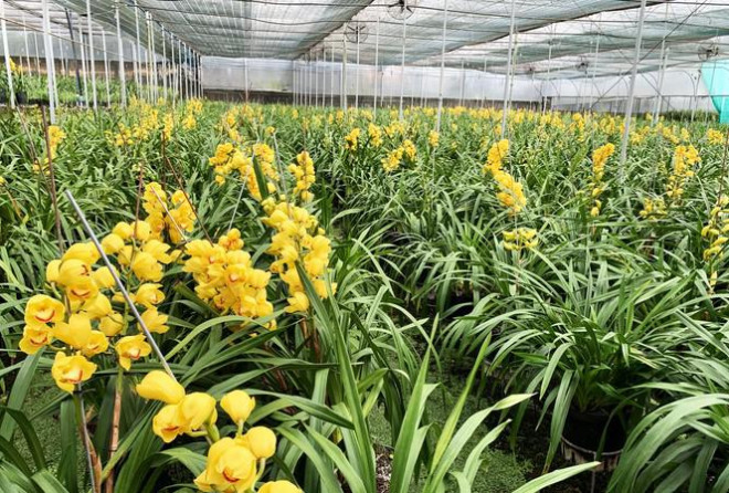 Nguoi trong nhu ngoi tren lua khi dia lan dua no truoc Tet