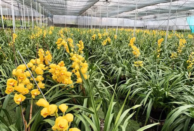 Người trồng như ngồi trên lửa khi địa lan đua nở trước Tết Nguoi trong nhu ngoi tren lua khi dia lan dua no truoc Tet