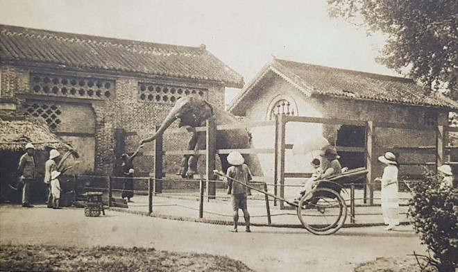 Voi trong Vườn Bách thảo. Vườn Bách thảo vẫn tồn tại đến nay với tên gọi quen thuộc là Thảo Cầm Viên, thuộc địa phận Quận 1.