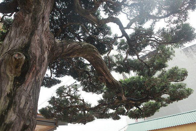 Cay duyen tung hon 300 tuoi duoc tra 1 trieu USD van khong ban-Hinh-5