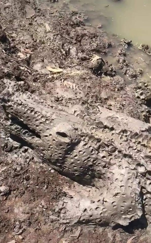 Co giò chạy khi nhìn thấy cá sấu tắm bùn và cái kết ‘đau ruột‘ - Hình 2 Co gio chay khi nhin thay ca sau tam bun va cai ket ‘dau ruot‘-Hinh-2