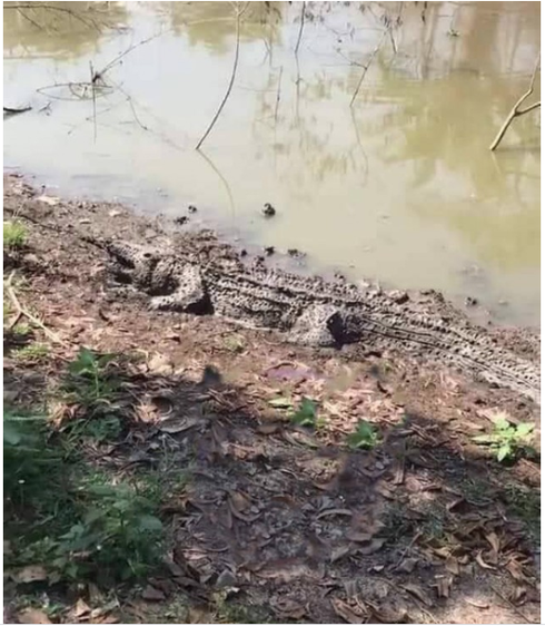 Co giò chạy khi nhìn thấy cá sấu tắm bùn và cái kết ‘đau ruột‘ Co gio chay khi nhin thay ca sau tam bun va cai ket ‘dau ruot‘
