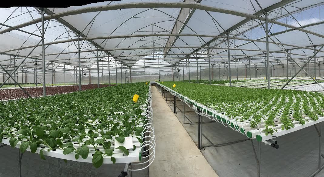 Tay trang dung nghiep, nuoi luon thu 9 ty, trong dua gom 5 ty