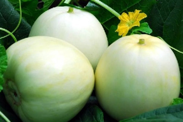 Bat mi bi quyet mua dua le ngon ngot cho cac ba noi tro