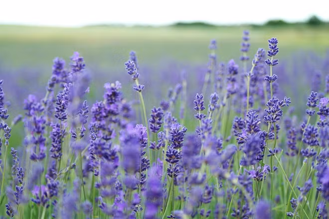 7 loai hoa giup lam dep da