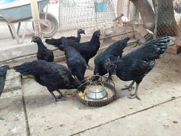 Nuoi giong ga dat nhat the gioi, ban mot con co ngay hon nua trieu-Hinh-2