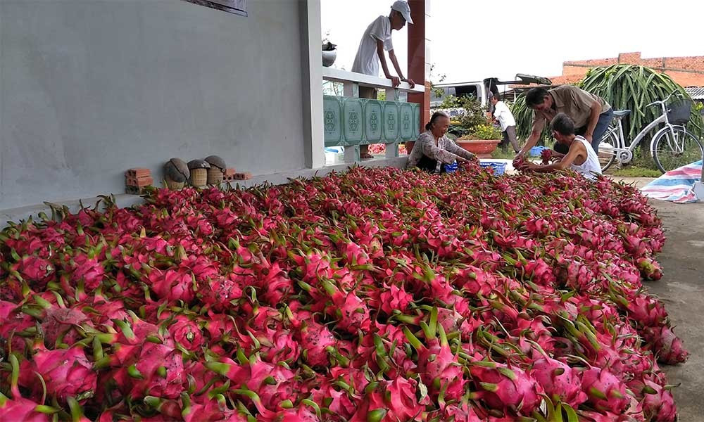 Thanh long re nhu cho, ra Ha Noi thanh dat gap 25 lan