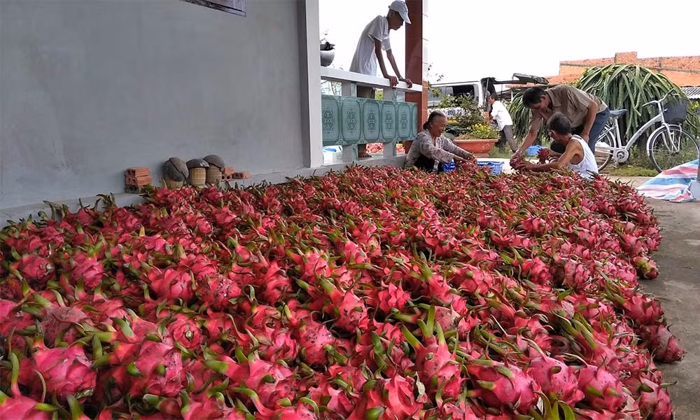 Thanh long re nhu cho, ra Ha Noi thanh dat gap 25 lan