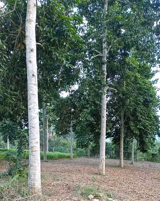 Lao nong thu ve hang ty dong moi vu khi trong loai cay nay