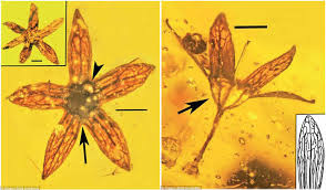 Con nguoi hien tai hai duoc hoa tu thoi vien co 15 trieu nam-Hinh-3