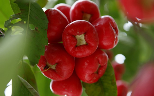 Những lợi ích quý giá của quả roi với sức khỏe con người Nhung loi ich quy gia cua qua roi voi suc khoe con nguoi