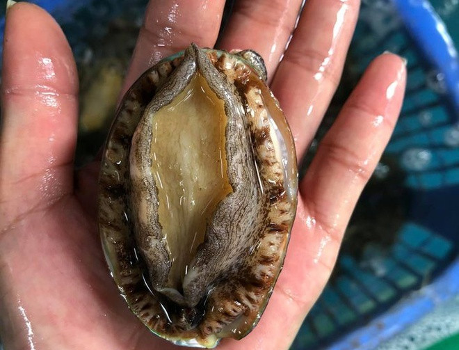 Bao ngu gia re tran ngap cho mang-Hinh-2