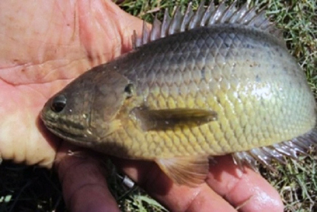 Tranh 'sap bay' gian thuong, day la cach nhan dien ro dong va nuoi-Hinh-2