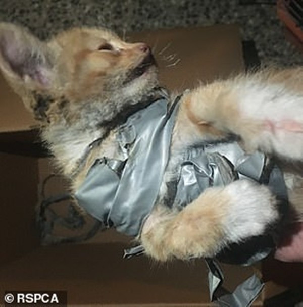 Mèo con bị quấn pháo vào người, đốt cho bỏng và vứt vào thùng rác - Hình 2 Meo con bi quan phao vao nguoi, dot cho bong va vut vao thung rac-Hinh-2