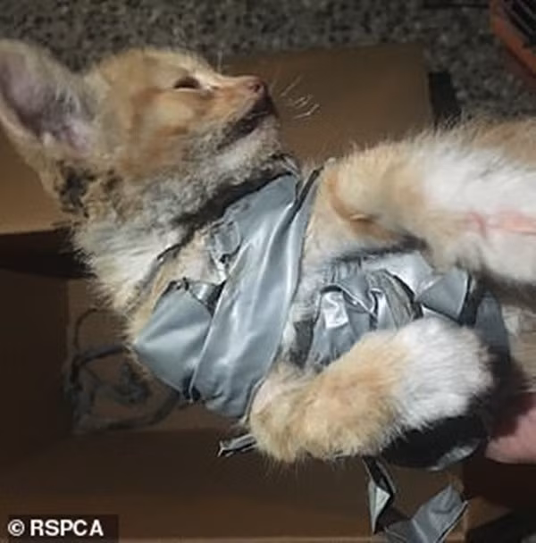 Mèo con bị quấn pháo vào người, đốt cho bỏng và vứt vào thùng rác - Hình 2 Meo con bi quan phao vao nguoi, dot cho bong va vut vao thung rac-Hinh-2