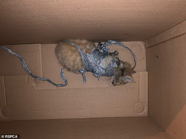 Mèo con bị quấn pháo vào người, đốt cho bỏng và vứt vào thùng rác Meo con bi quan phao vao nguoi, dot cho bong va vut vao thung rac