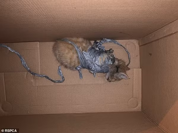 Mèo con bị quấn pháo vào người, đốt cho bỏng và vứt vào thùng rác Meo con bi quan phao vao nguoi, dot cho bong va vut vao thung rac