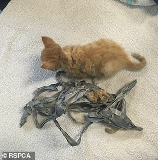 Mèo con bị quấn pháo vào người, đốt cho bỏng và vứt vào thùng rác - Hình 3 Meo con bi quan phao vao nguoi, dot cho bong va vut vao thung rac-Hinh-3