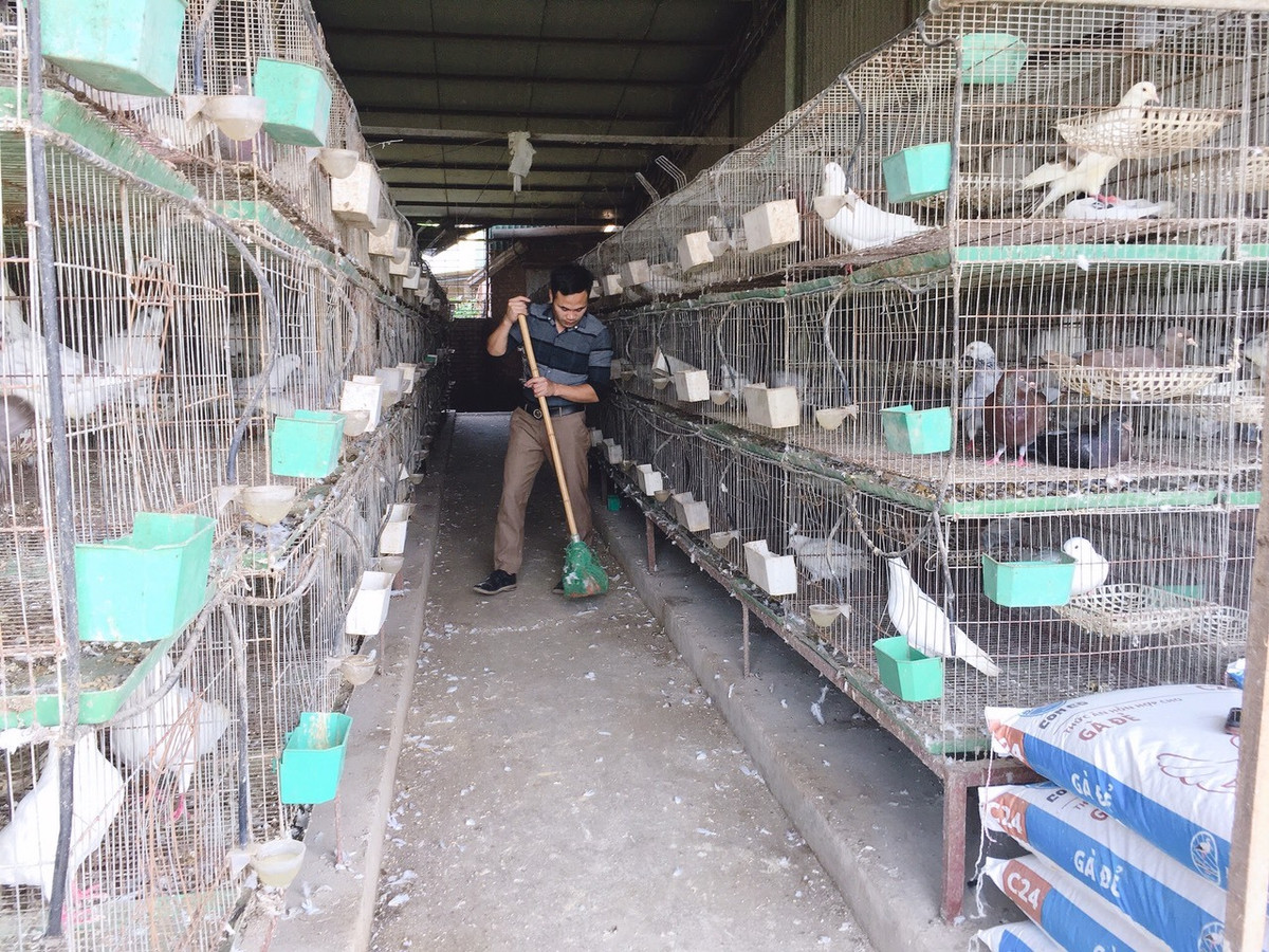 Bo nghe lap trinh, trai Ha Noi ve nuoi chim, thu 15 ty, lai 3 ty/nam-Hinh-5