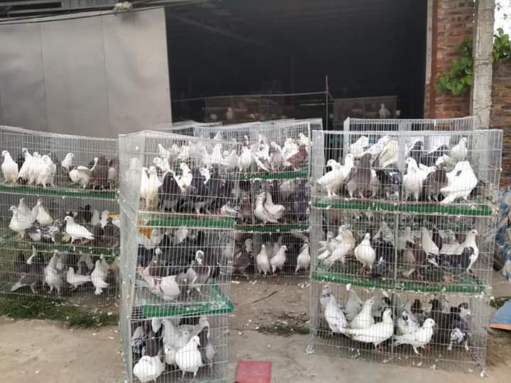 Bo nghe lap trinh, trai Ha Noi ve nuoi chim, thu 15 ty, lai 3 ty/nam-Hinh-2