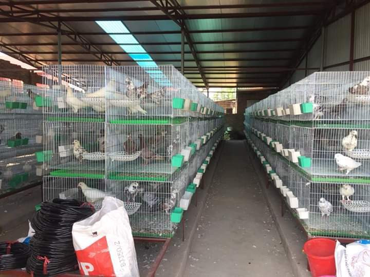 Bo nghe lap trinh, trai Ha Noi ve nuoi chim, thu 15 ty, lai 3 ty/nam