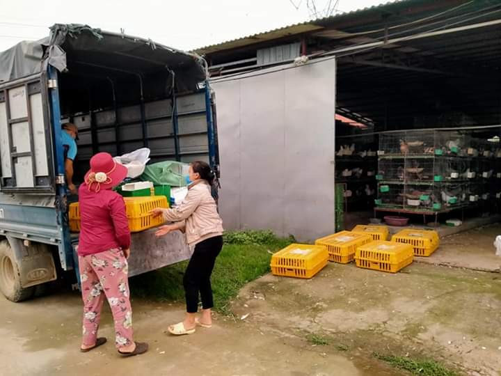 Bo nghe lap trinh, trai Ha Noi ve nuoi chim, thu 15 ty, lai 3 ty/nam-Hinh-3