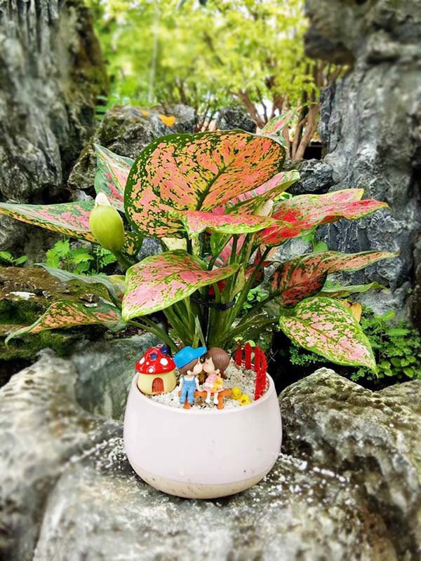 Trong va cham soc cay van loc, giup thang tien cong danh su nghiep-Hinh-3