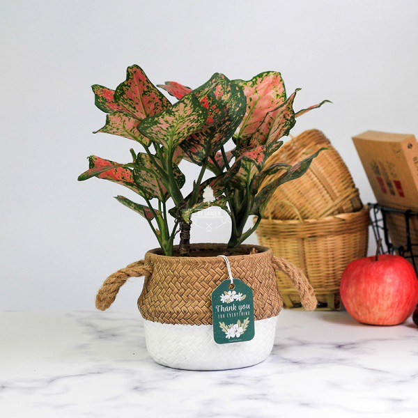 Trong va cham soc cay van loc, giup thang tien cong danh su nghiep-Hinh-2