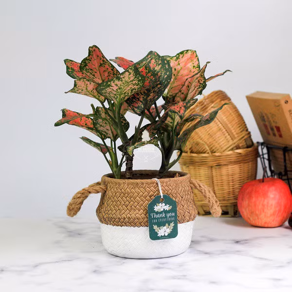 Trong va cham soc cay van loc, giup thang tien cong danh su nghiep-Hinh-2