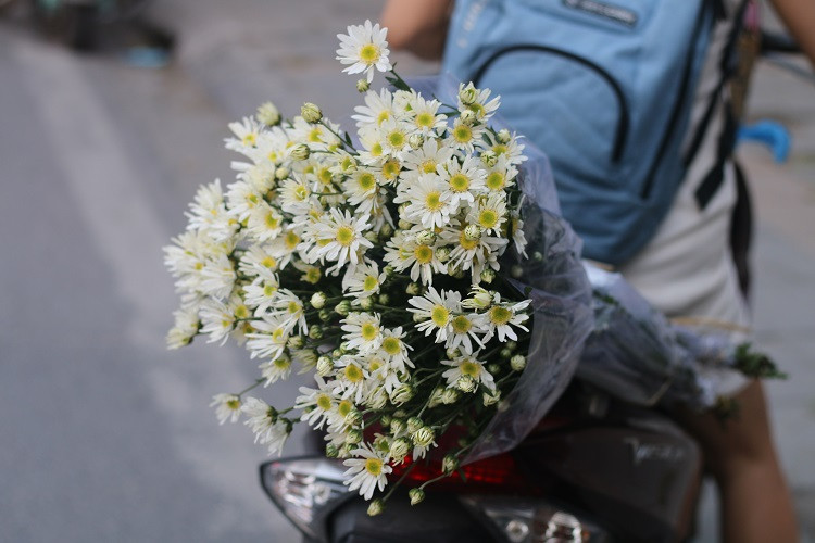 Cuc hoa mi dau mua, dan buon het gia ca tram nghin 1 bo