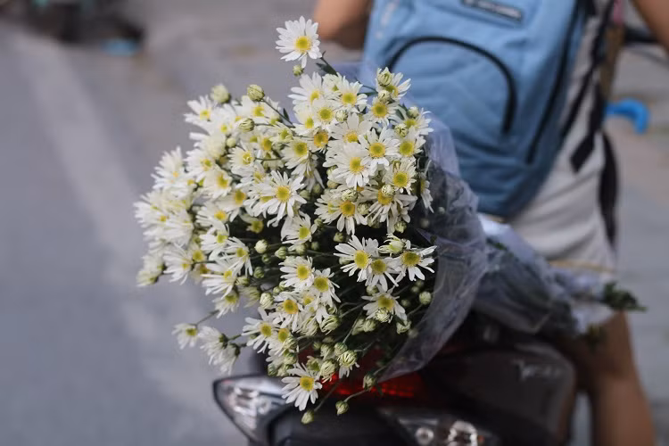 Cuc hoa mi dau mua, dan buon het gia ca tram nghin 1 bo