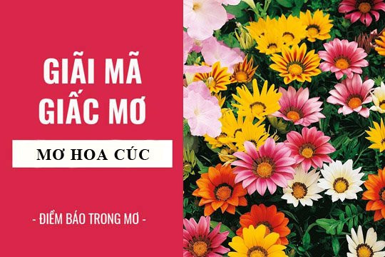 Ngủ mớ thấy hoa cúc là điềm báo gì? Ngu mo thay hoa cuc la diem bao gi?