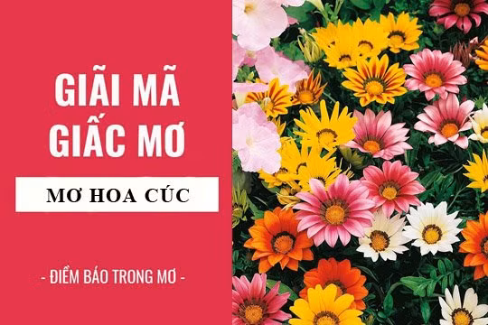 Ngu mo thay hoa cuc la diem bao gi?
