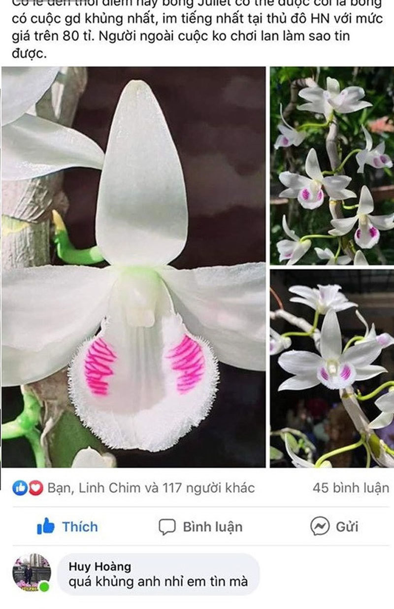 Chau lan Juliet 83 ty, khien cong dong cay canh 'chia phe'-Hinh-3