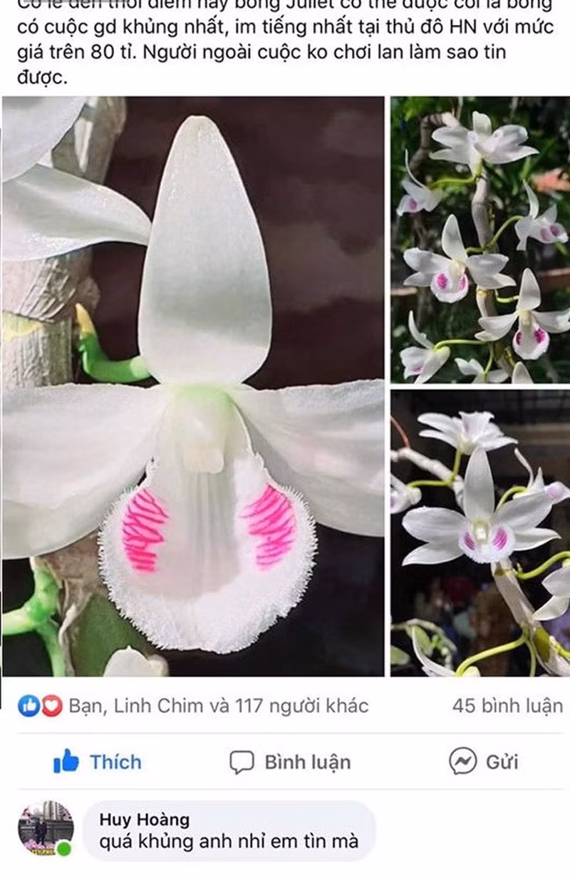 Chau lan Juliet 83 ty, khien cong dong cay canh 'chia phe'-Hinh-3