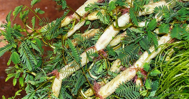 Nhìn tưởng cỏ dại, đầy ao hồ, đem về trồng lại có tiền 'ngập túi' - Hình 6 Nhin tuong co dai, day ao ho, dem ve trong lai co tien 'ngap tui'-Hinh-6