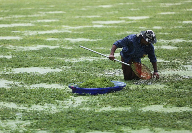 Nhìn tưởng cỏ dại, đầy ao hồ, đem về trồng lại có tiền 'ngập túi' - Hình 5 Nhin tuong co dai, day ao ho, dem ve trong lai co tien 'ngap tui'-Hinh-5