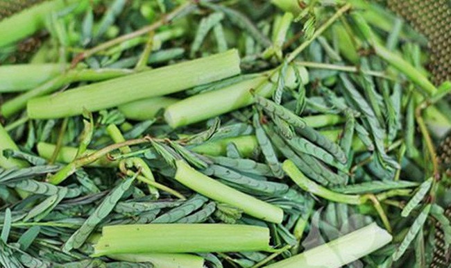 Nhìn tưởng cỏ dại, đầy ao hồ, đem về trồng lại có tiền 'ngập túi' - Hình 10 Nhin tuong co dai, day ao ho, dem ve trong lai co tien 'ngap tui'-Hinh-10