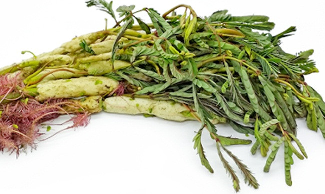 Nhìn tưởng cỏ dại, đầy ao hồ, đem về trồng lại có tiền 'ngập túi' - Hình 8 Nhin tuong co dai, day ao ho, dem ve trong lai co tien 'ngap tui'-Hinh-8