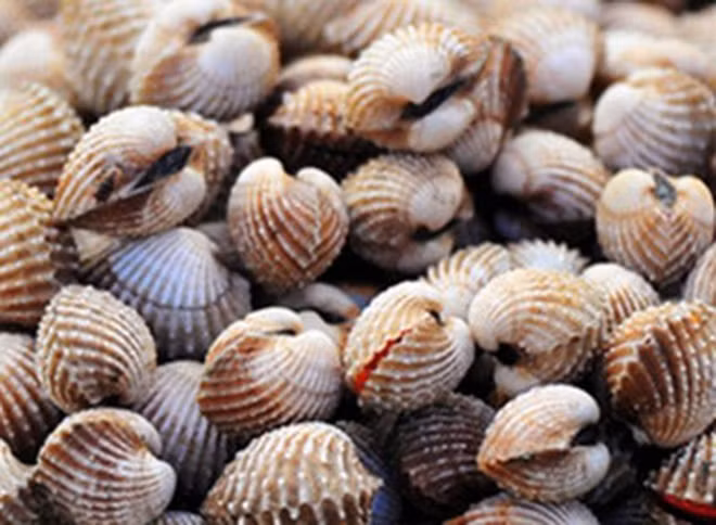 Meo chon mua ngao, so, oc, hen tuoi ngon chuan hang chat luong